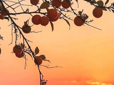 【壁纸分享】好柿发生｜柿柿如意🍅