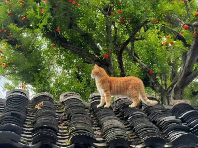 平板壁纸💜