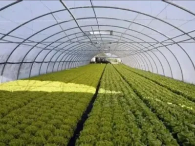 A股农业种植概念深度研报:政策托底+供需紧平衡,布局窗口已至?