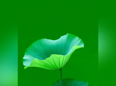 护眼壁纸｜荷叶🍃