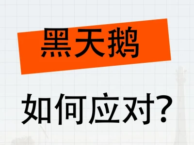 黑天鹅，周一如何应对？