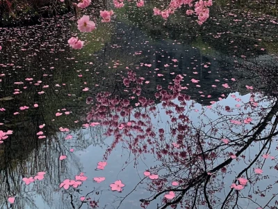 春天无处不飞花~