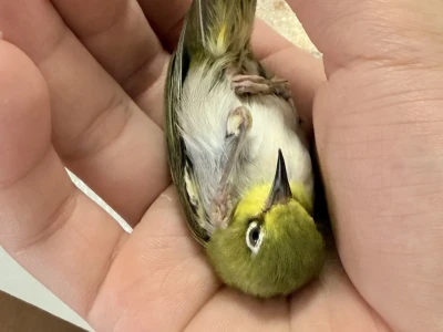 我是原创,女大一枚🐧