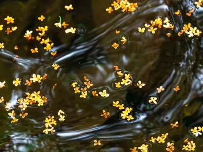 桂花壁纸