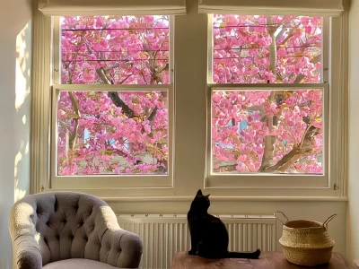 iPad壁纸🍥猫猫狗狗篇12