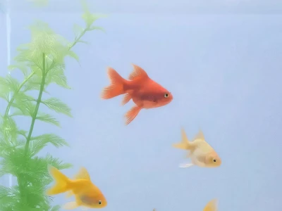 ✨你都喜欢啥壁纸呀?