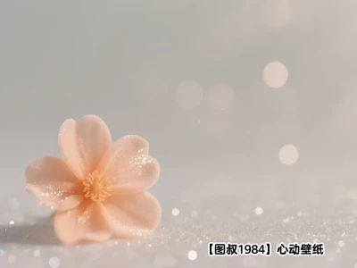 🌼一朵浅橘,是落在心上的浪漫