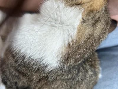 好娇艳