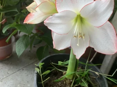 41岁的我长了张幼态脸
