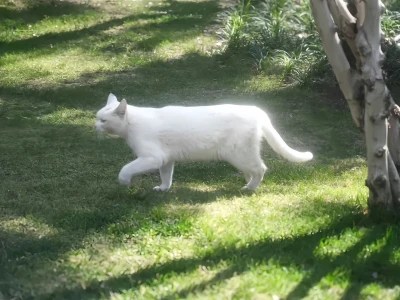 iPad壁纸💛猫猫狗狗16
