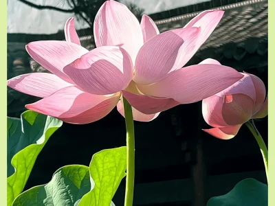 杂七杂八壁纸集