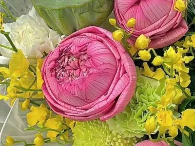 好运莲莲🪷壁纸
