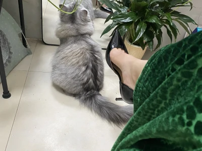 大蟒蛇
