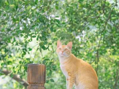 得意之作｜治愈人心的猫猫日历壁纸（十三）