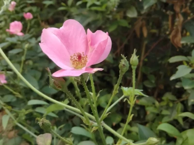 风韵小姐姐浅浅夸夸吧