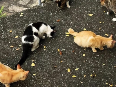 一期𝐢𝐏𝐚𝐝壁纸🥨