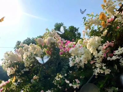 𝐢𝐩𝐚𝐝壁纸｜花野𝓢𝓸𝓭𝓪 𝔀𝓪𝓽𝓮𝓻🍧 ✩