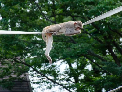 💻 东京IT职场情境报告：抓住年底项目机会！