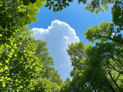 找到一个有树荫的阳光明媚的地方🌳