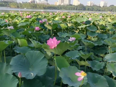 这个夏天的荷花太美了~