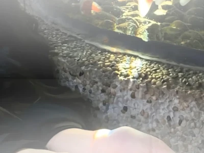 ing风壁纸