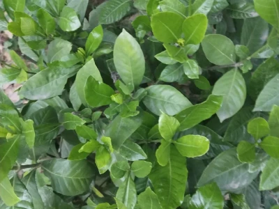 干干净净才算绝色 我这样的算嘛