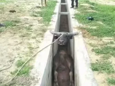 搞笑图片