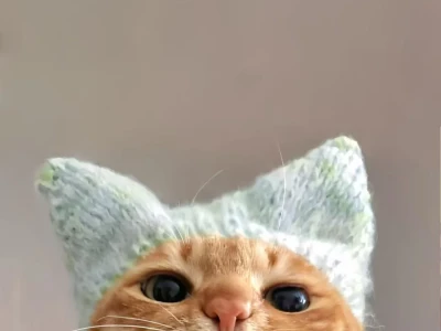 猫猫头壁纸又更新啦