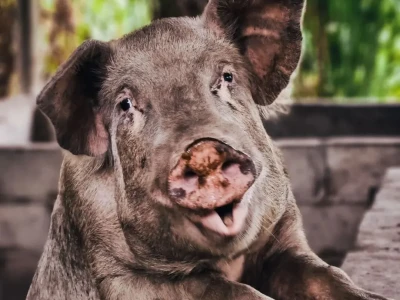 回顾一下近一个月关于猪肉的研报