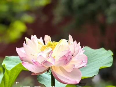 故宫︱看取莲花净 应知不染心🪷