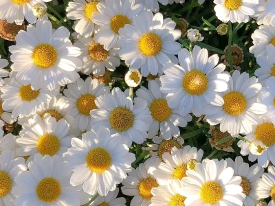 手机全屏高清壁纸分享日落与花朵