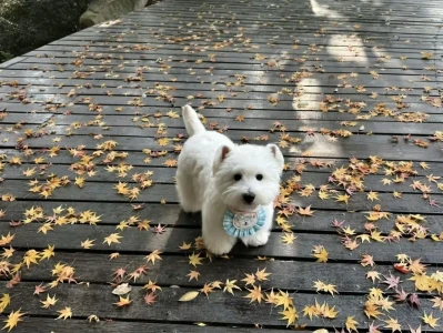 小动物横版壁纸来啦!