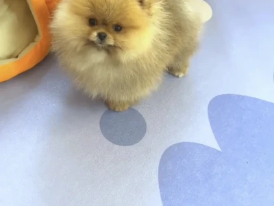 哪里有这样脸版的博美妹妹