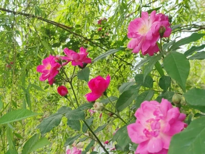 A股2025年报(含预告)行业专项研报(截至2026.4.3)