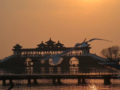 落日橘子海与海鸥🕊️